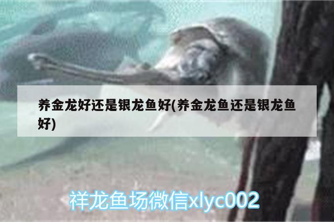 養(yǎng)金龍好還是銀龍魚(yú)好(養(yǎng)金龍魚(yú)還是銀龍魚(yú)好)