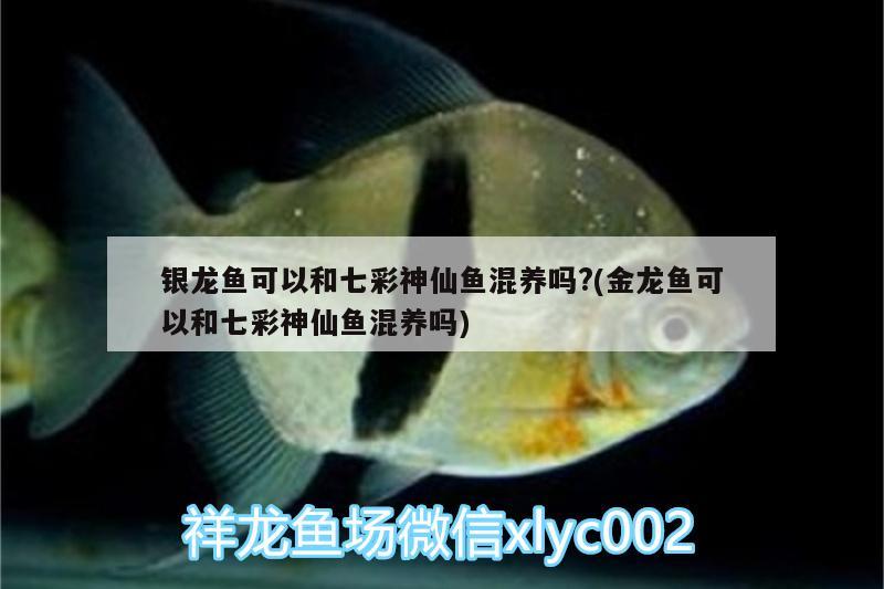 銀龍魚可以和七彩神仙魚混養(yǎng)嗎?(金龍魚可以和七彩神仙魚混養(yǎng)嗎) 七彩神仙魚