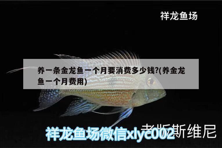 養(yǎng)一條金龍魚一個月要消費多少錢?(養(yǎng)金龍魚一個月費用)