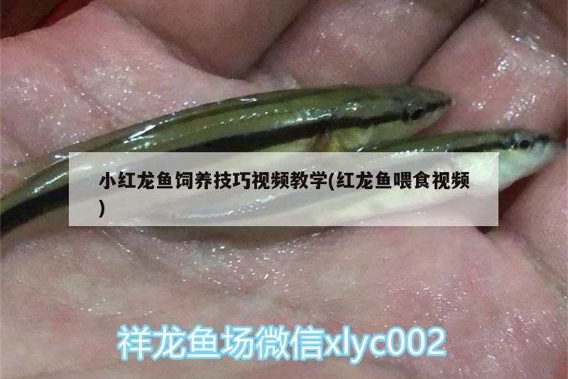 小紅龍魚飼養(yǎng)技巧視頻教學(xué)(紅龍魚喂食視頻) 白子關(guān)刀魚