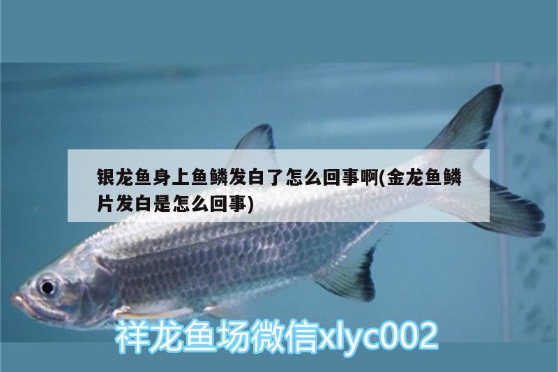 銀龍魚身上魚鱗發(fā)白了怎么回事啊(金龍魚鱗片發(fā)白是怎么回事) 銀龍魚百科