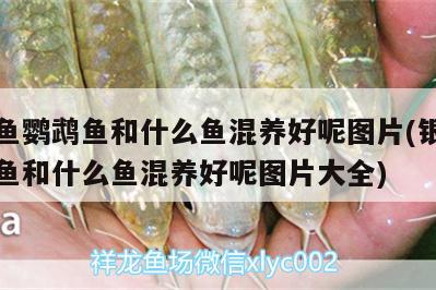 銀龍魚鸚鵡魚和什么魚混養(yǎng)好呢圖片(銀龍魚鸚鵡魚和什么魚混養(yǎng)好呢圖片大全)