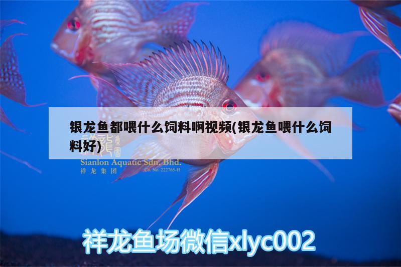 銀龍魚(yú)都喂什么飼料啊視頻(銀龍魚(yú)喂什么飼料好)