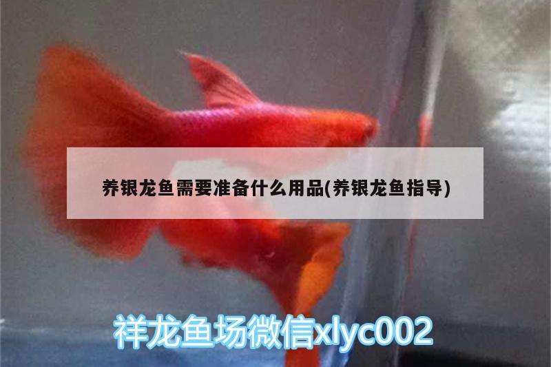 養(yǎng)銀龍魚需要準備什么用品(養(yǎng)銀龍魚指導(dǎo))