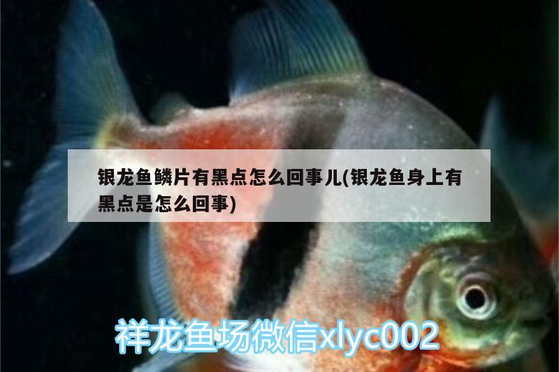 銀龍魚鱗片有黑點(diǎn)怎么回事兒(銀龍魚身上有黑點(diǎn)是怎么回事)