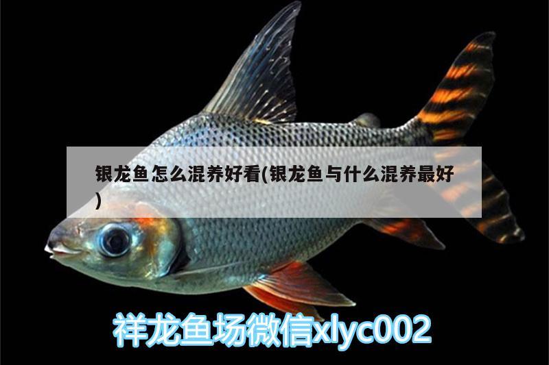 銀龍魚怎么混養(yǎng)好看(銀龍魚與什么混養(yǎng)最好) 銀龍魚