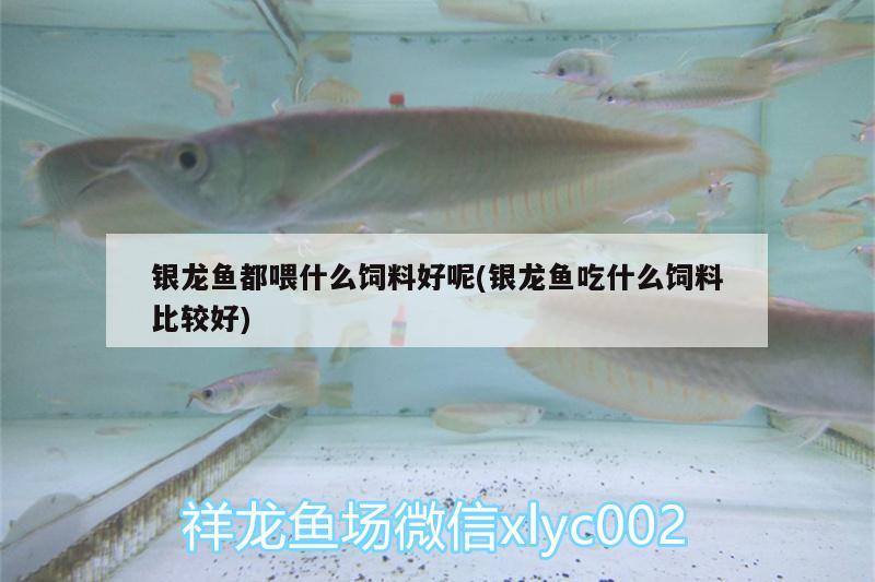 銀龍魚都喂什么飼料好呢(銀龍魚吃什么飼料比較好) 銀龍魚