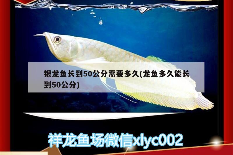 銀龍魚長到50公分需要多久(龍魚多久能長到50公分) 銀龍魚百科