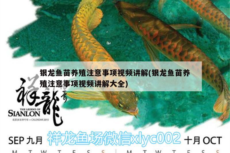 銀龍魚苗養(yǎng)殖注意事項(xiàng)視頻講解(銀龍魚苗養(yǎng)殖注意事項(xiàng)視頻講解大全) 銀龍魚百科