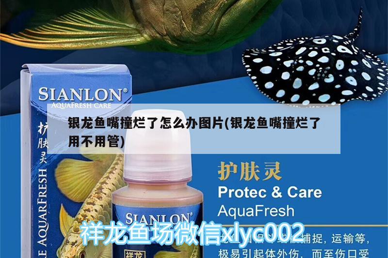 銀龍魚嘴撞爛了怎么辦圖片(銀龍魚嘴撞爛了用不用管) 銀龍魚百科