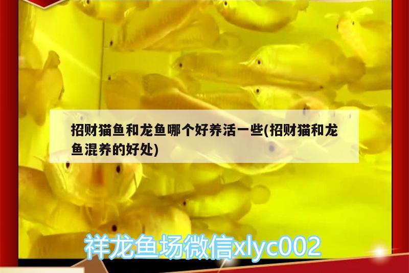 招財(cái)貓魚和龍魚哪個(gè)好養(yǎng)活一些(招財(cái)貓和龍魚混養(yǎng)的好處)