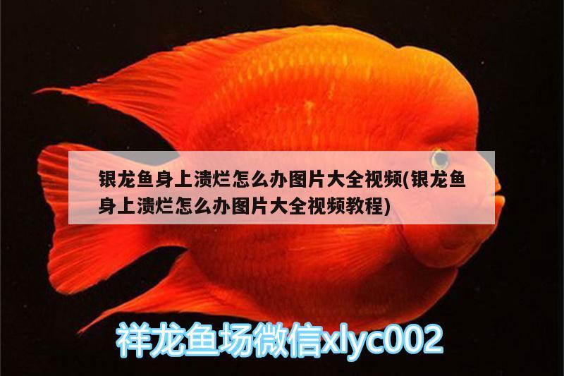 銀龍魚身上潰爛怎么辦圖片大全視頻(銀龍魚身上潰爛怎么辦圖片大全視頻教程) 銀龍魚百科