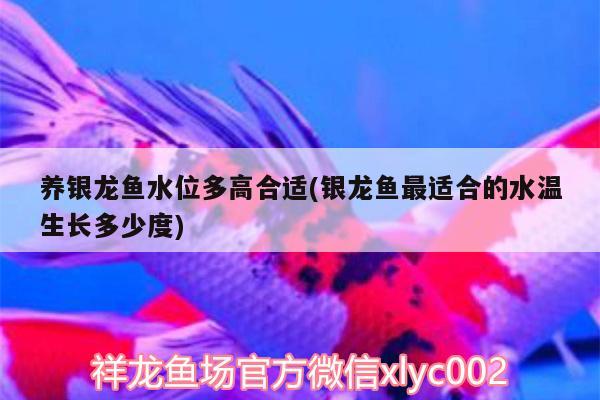 養(yǎng)銀龍魚水位多高合適(銀龍魚最適合的水溫生長多少度) 銀龍魚百科