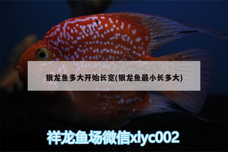 銀龍魚(yú)多大開(kāi)始長(zhǎng)寬(銀龍魚(yú)最小長(zhǎng)多大)