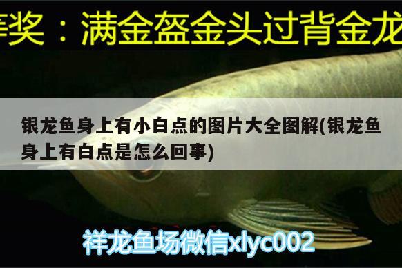 銀龍魚(yú)身上有小白點(diǎn)的圖片大全圖解(銀龍魚(yú)身上有白點(diǎn)是怎么回事)