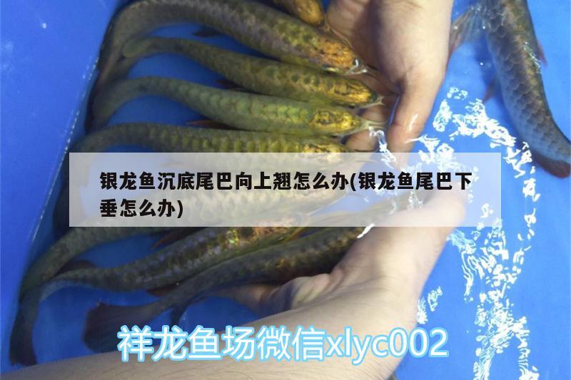 銀龍魚(yú)沉底尾巴向上翹怎么辦(銀龍魚(yú)尾巴下垂怎么辦)