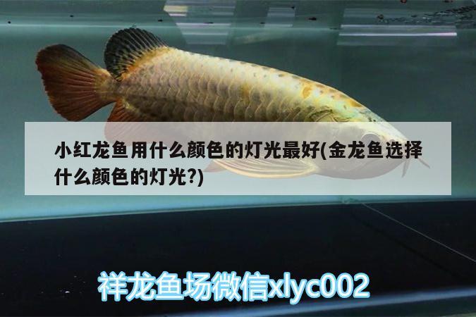 小紅龍魚用什么顏色的燈光最好(金龍魚選擇什么顏色的燈光?) 黃鰭鯧魚