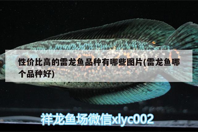 性價比高的雷龍魚品種有哪些圖片(雷龍魚哪個品種好)