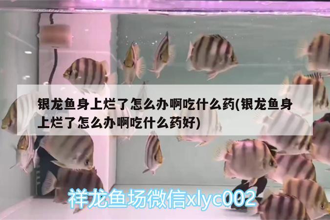 銀龍魚身上爛了怎么辦啊吃什么藥(銀龍魚身上爛了怎么辦啊吃什么藥好)