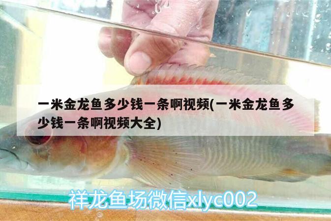 一米金龍魚多少錢一條啊視頻(一米金龍魚多少錢一條啊視頻大全) 印尼虎苗