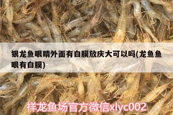 銀龍魚眼睛外面有白膜放慶大可以嗎(龍魚魚眼有白膜) 銀龍魚