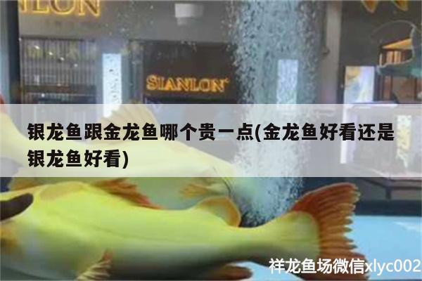 銀龍魚跟金龍魚哪個(gè)貴一點(diǎn)(金龍魚好看還是銀龍魚好看) 銀龍魚