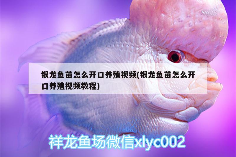 銀龍魚(yú)苗怎么開(kāi)口養(yǎng)殖視頻(銀龍魚(yú)苗怎么開(kāi)口養(yǎng)殖視頻教程)