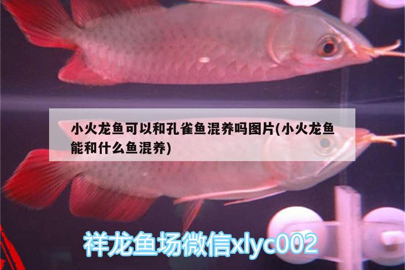 小火龍魚可以和孔雀魚混養(yǎng)嗎圖片(小火龍魚能和什么魚混養(yǎng)) 魚缸風(fēng)水