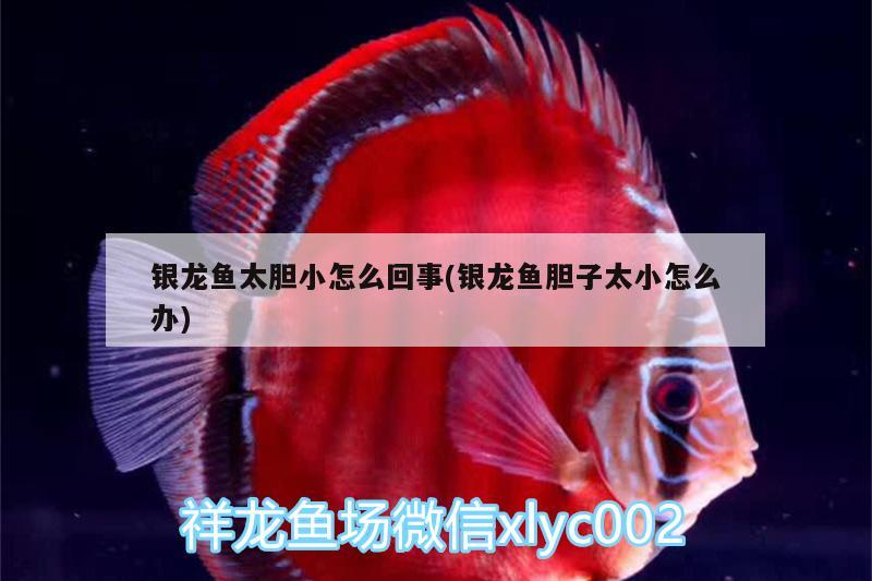 銀龍魚太膽小怎么回事(銀龍魚膽子太小怎么辦) 銀龍魚百科