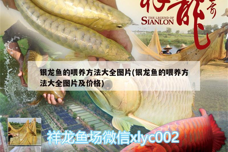 銀龍魚的喂養(yǎng)方法大全圖片(銀龍魚的喂養(yǎng)方法大全圖片及價(jià)格) 銀龍魚