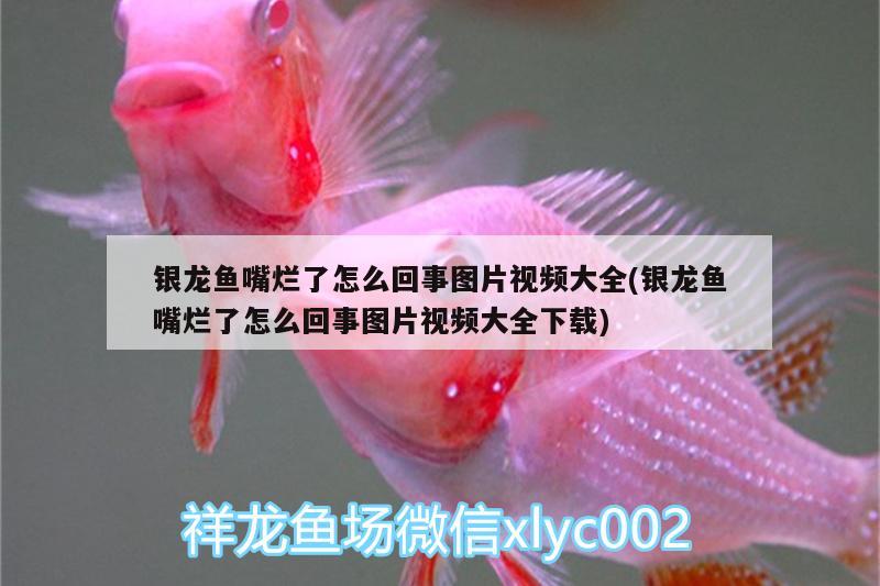 銀龍魚嘴爛了怎么回事圖片視頻大全(銀龍魚嘴爛了怎么回事圖片視頻大全下載) 銀龍魚百科