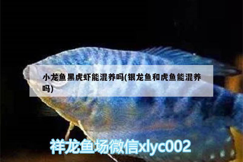 小龍魚黑虎蝦能混養(yǎng)嗎(銀龍魚和虎魚能混養(yǎng)嗎) 虎魚百科