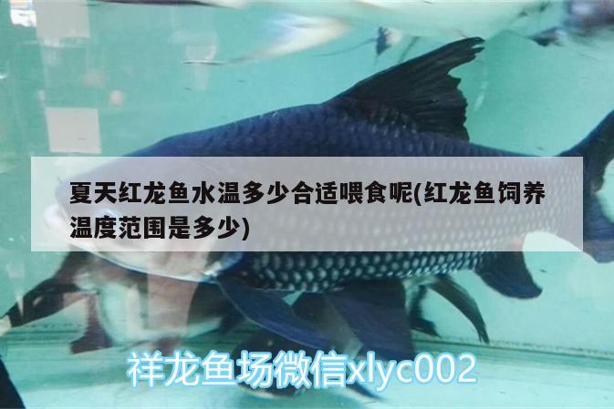 夏天紅龍魚水溫多少合適喂食呢(紅龍魚飼養(yǎng)溫度范圍是多少) 龍魚批發(fā)