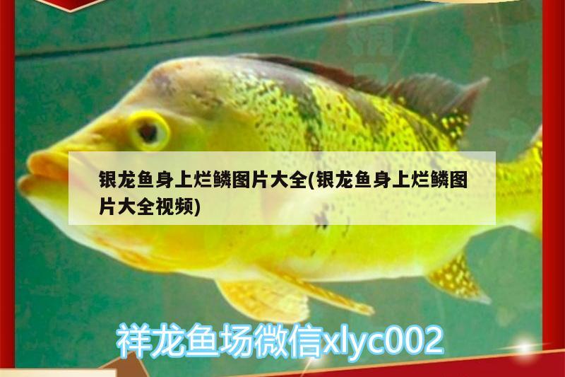 銀龍魚(yú)身上爛鱗圖片大全(銀龍魚(yú)身上爛鱗圖片大全視頻)