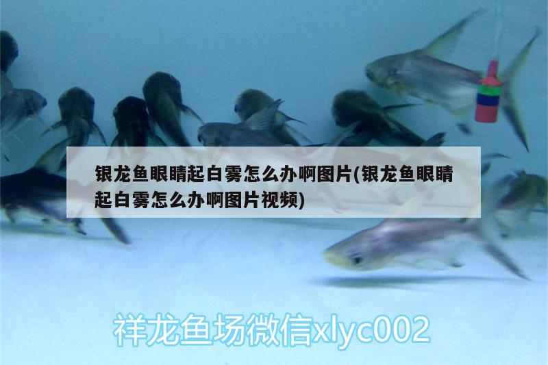 銀龍魚眼睛起白霧怎么辦啊圖片(銀龍魚眼睛起白霧怎么辦啊圖片視頻)