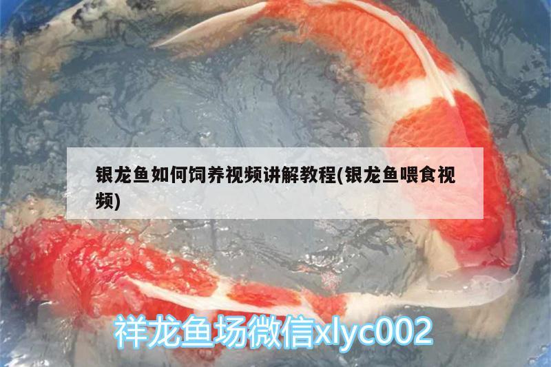 銀龍魚如何飼養(yǎng)視頻講解教程(銀龍魚喂食視頻) 銀龍魚