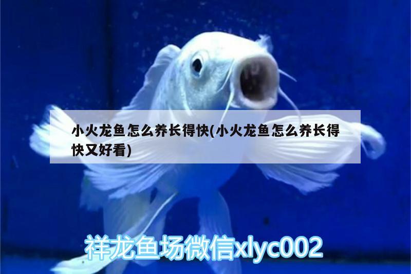 小火龍魚怎么養(yǎng)長得快(小火龍魚怎么養(yǎng)長得快又好看) 財神鸚鵡魚