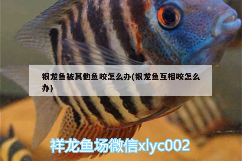 銀龍魚被其他魚咬怎么辦(銀龍魚互相咬怎么辦)