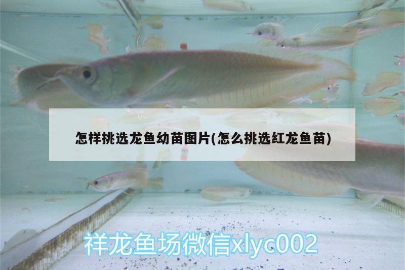 怎樣挑選龍魚(yú)幼苗圖片(怎么挑選紅龍魚(yú)苗)