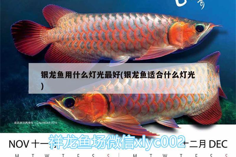 銀龍魚用什么燈光最好(銀龍魚適合什么燈光) 銀龍魚百科 第1張