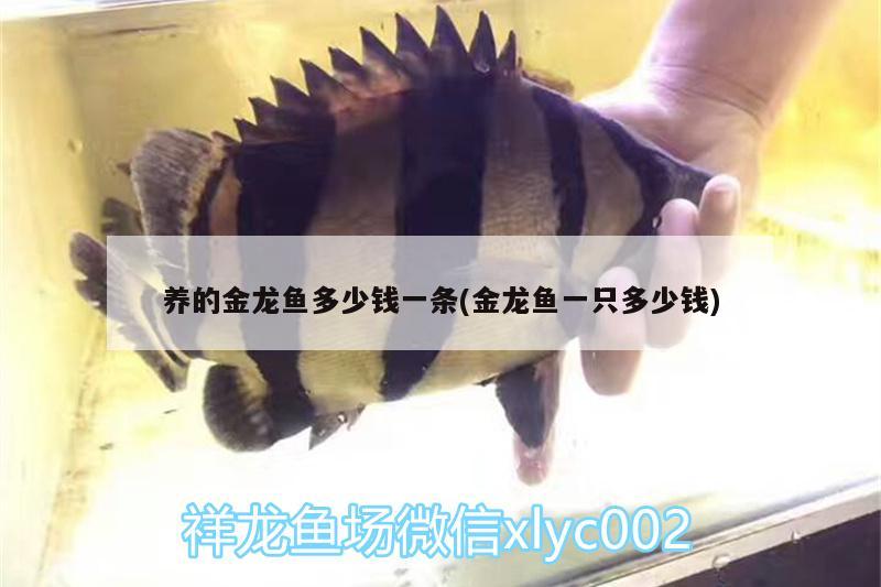 養(yǎng)的金龍魚多少錢一條(金龍魚一只多少錢) 養(yǎng)魚知識(shí)