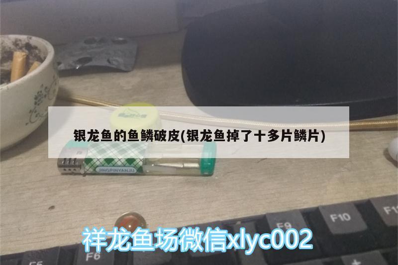 銀龍魚的魚鱗破皮(銀龍魚掉了十多片鱗片)