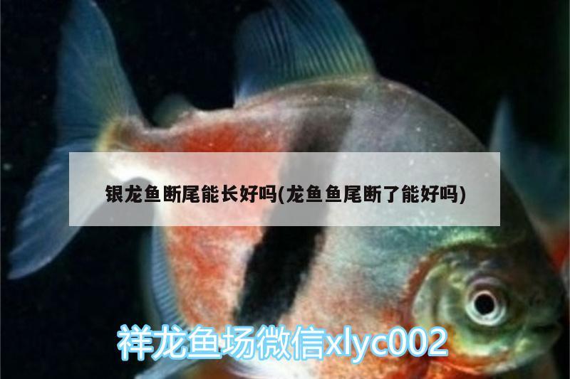 銀龍魚斷尾能長好嗎(龍魚魚尾斷了能好嗎) 銀龍魚