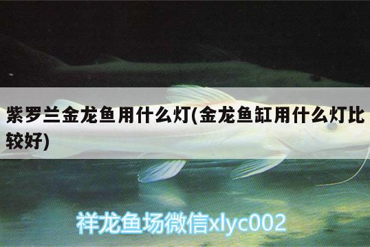 紫羅蘭金龍魚用什么燈(金龍魚缸用什么燈比較好) 帝王迷宮魚