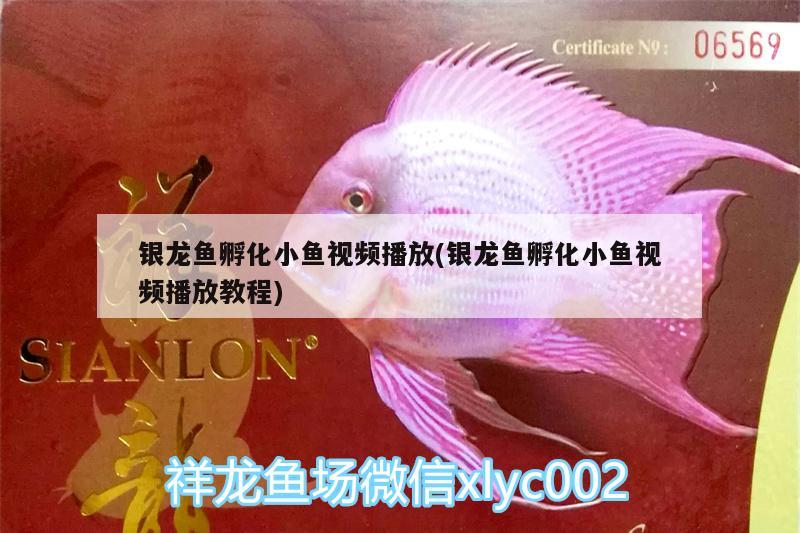 銀龍魚孵化小魚視頻播放(銀龍魚孵化小魚視頻播放教程) 銀龍魚 第1張