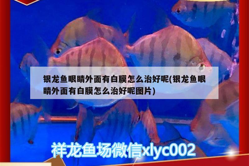 銀龍魚眼睛外面有白膜怎么治好呢(銀龍魚眼睛外面有白膜怎么治好呢圖片) 銀龍魚百科