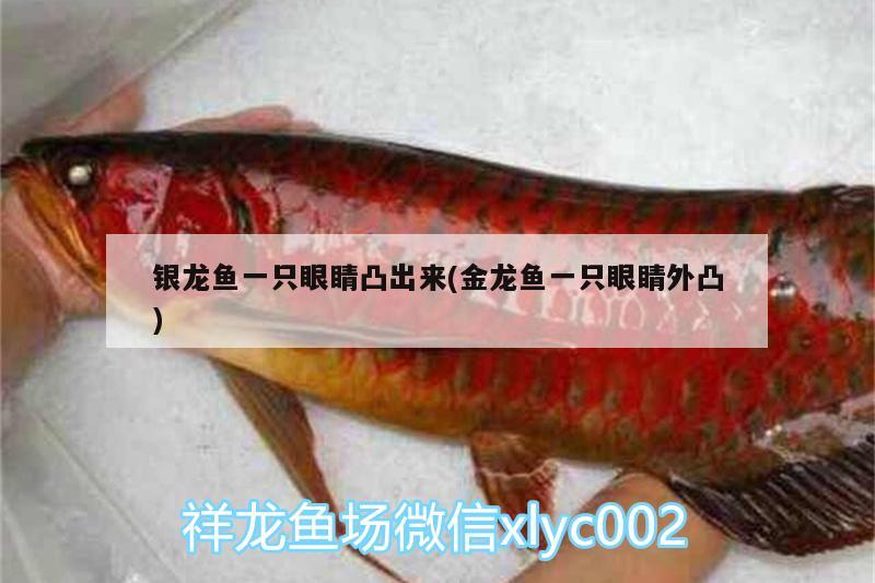 銀龍魚一只眼睛凸出來(金龍魚一只眼睛外凸)