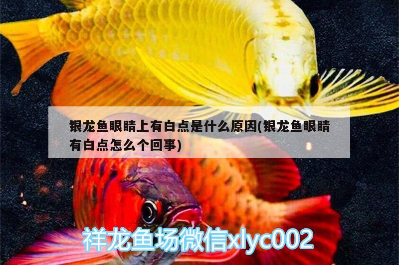 銀龍魚(yú)眼睛上有白點(diǎn)是什么原因(銀龍魚(yú)眼睛有白點(diǎn)怎么個(gè)回事) 銀龍魚(yú)百科