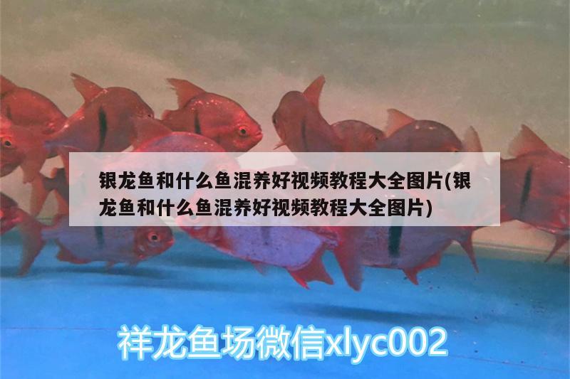 銀龍魚和什么魚混養(yǎng)好視頻教程大全圖片(銀龍魚和什么魚混養(yǎng)好視頻教程大全圖片) 銀龍魚