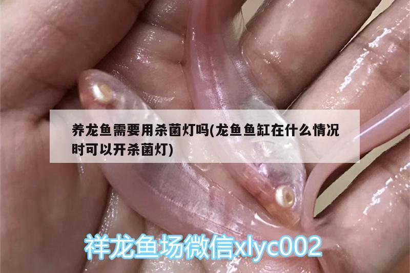 養(yǎng)龍魚需要用殺菌燈嗎(龍魚魚缸在什么情況時可以開殺菌燈) 黃金河虎魚